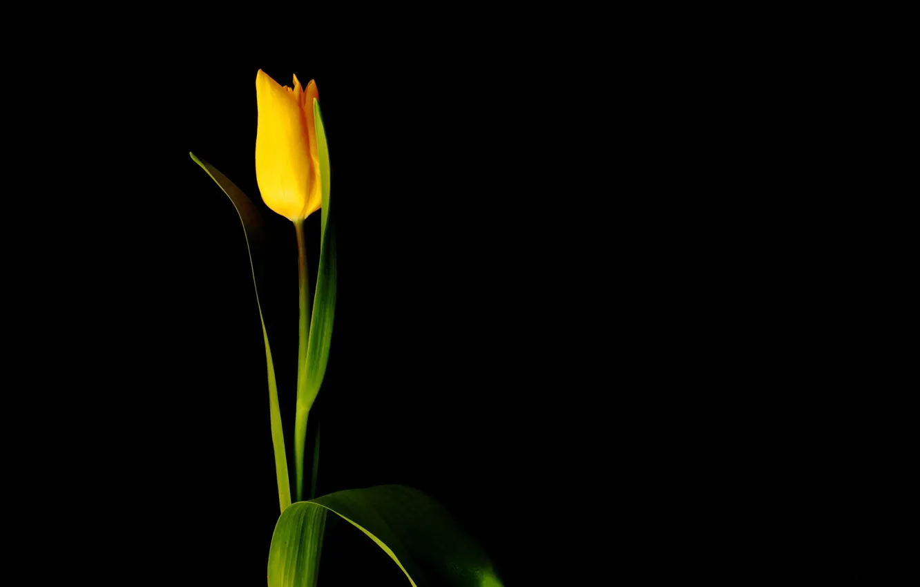 Фото обои цветок, минимализм, чёрный фон, жёлтый тюльпан
