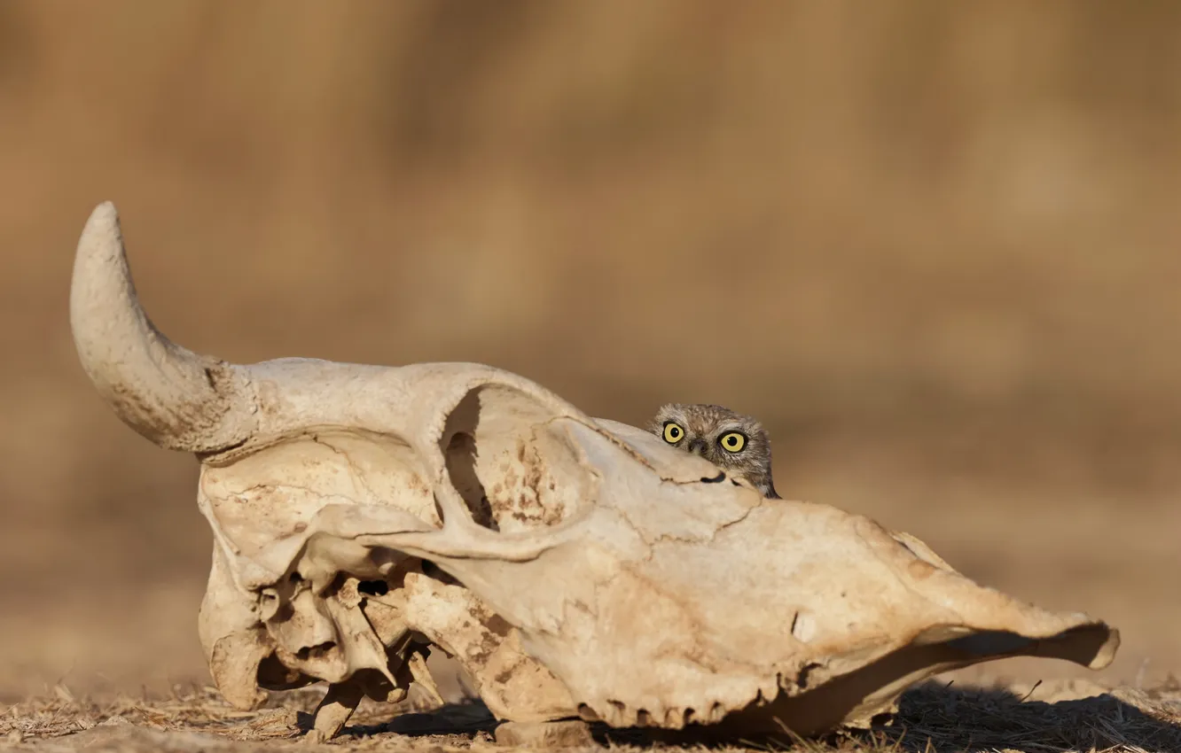 Фото обои desert, bird, eyes, death, owl, hidden
