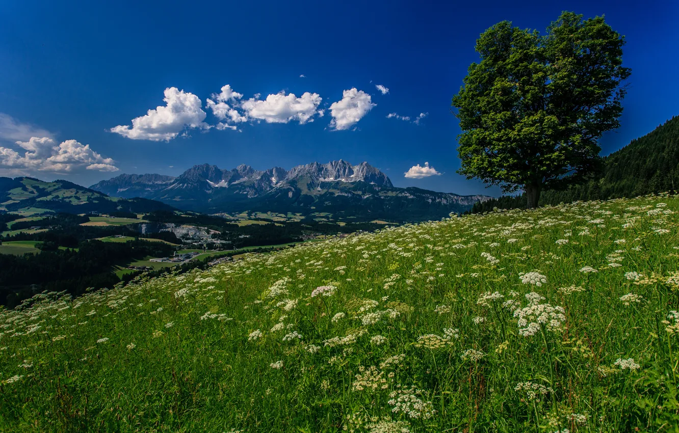 Фото обои цветы, горы, дерево, Австрия, Альпы, луг, Austria, Alps