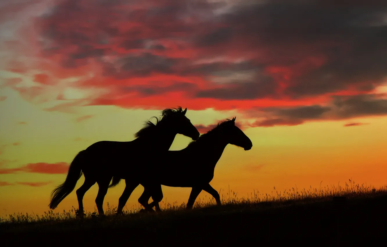 Фото обои закат, природа, кони