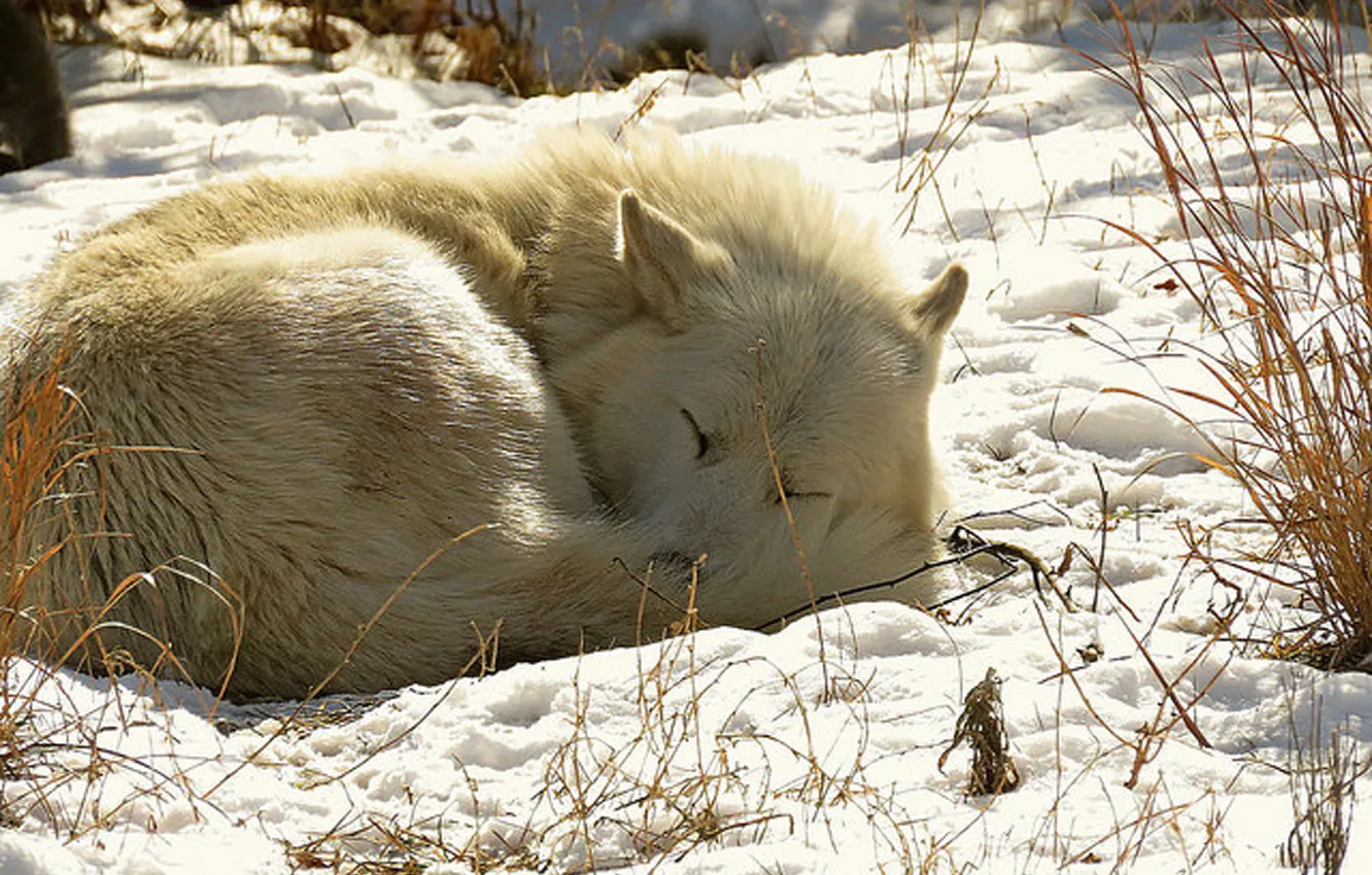 Фото обои nature, snow, predator, face, animal, wolf, wildlife, portrait