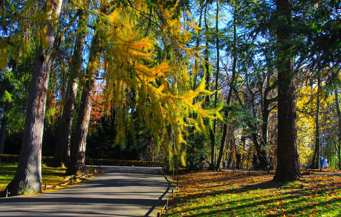 Фото обои park, autumn, tree, fall, lane