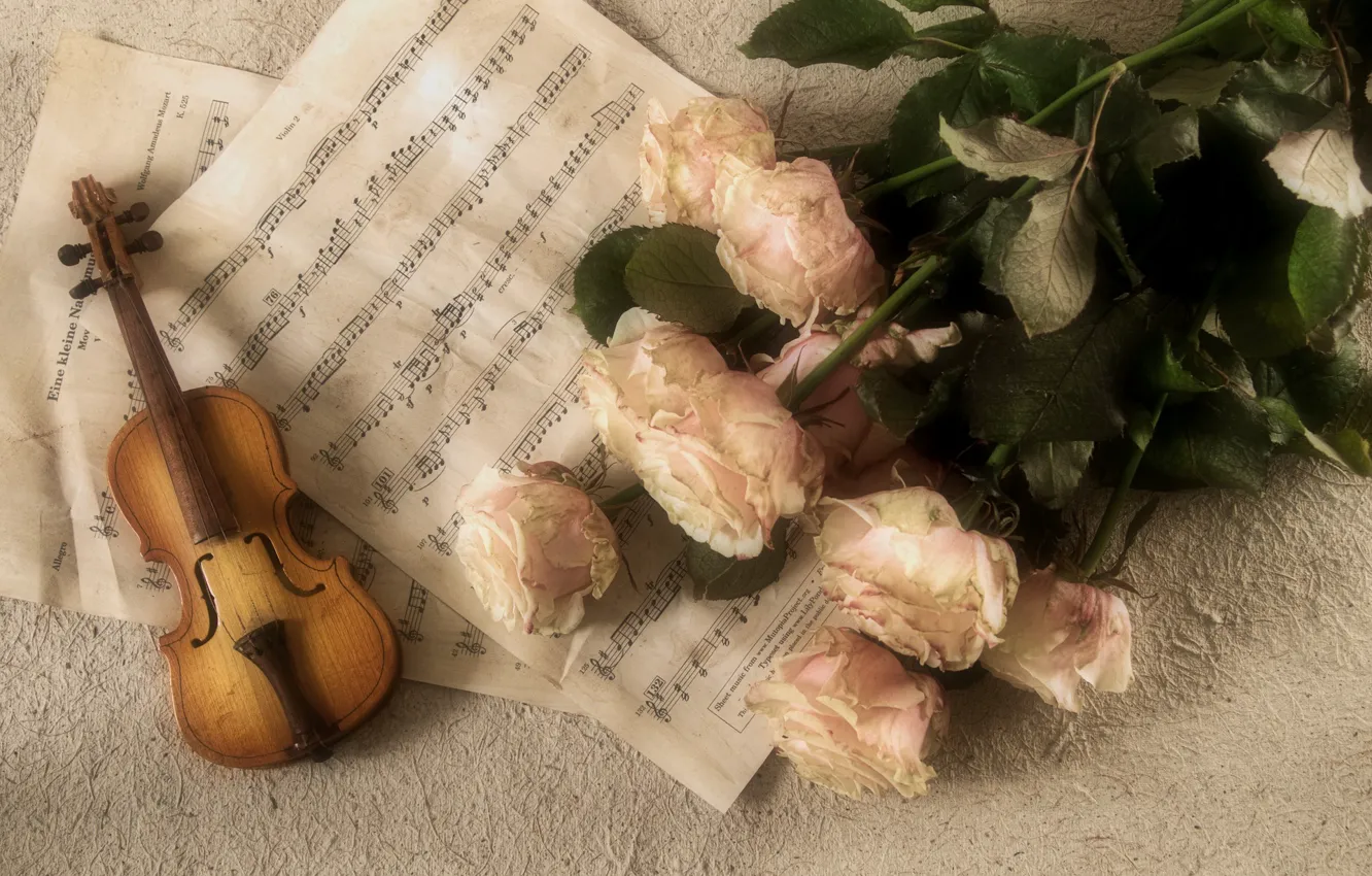 Фото обои ноты, розы, Музыка, Скрипка, Классика, Инструмент