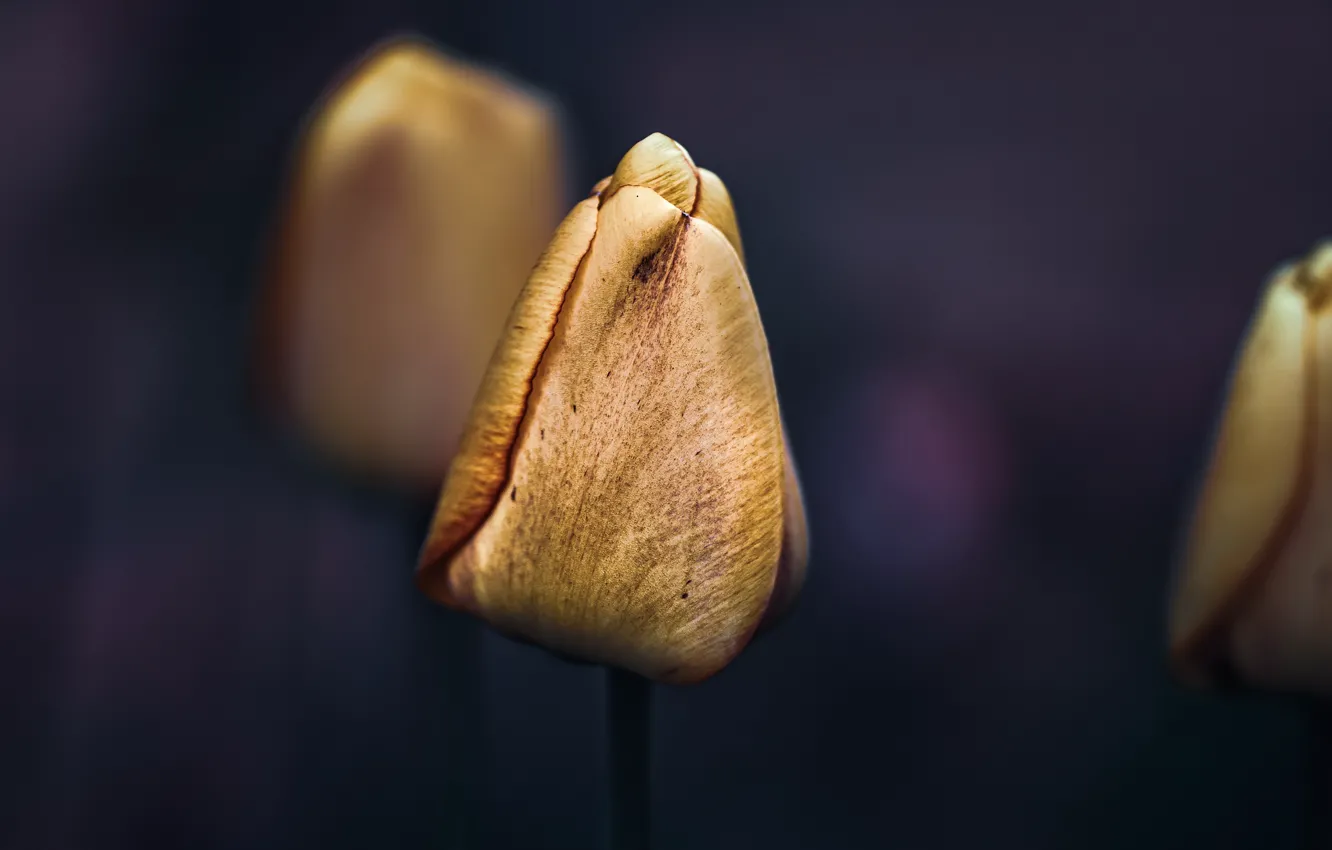 Фото обои цветок, природа, тюльпан