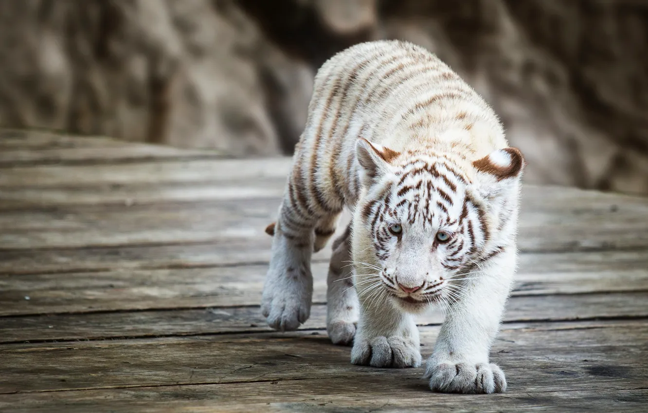Фото обои белый, взгляд, морда, тигр, поза, камни, фон, доски