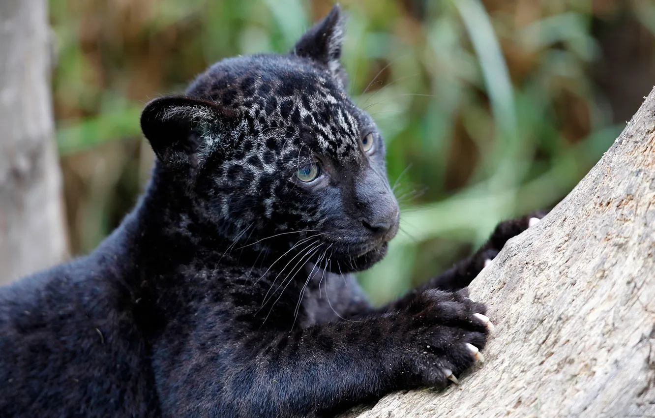 Фото обои хищник, когти, ягуар, детеныш, Panthera onca