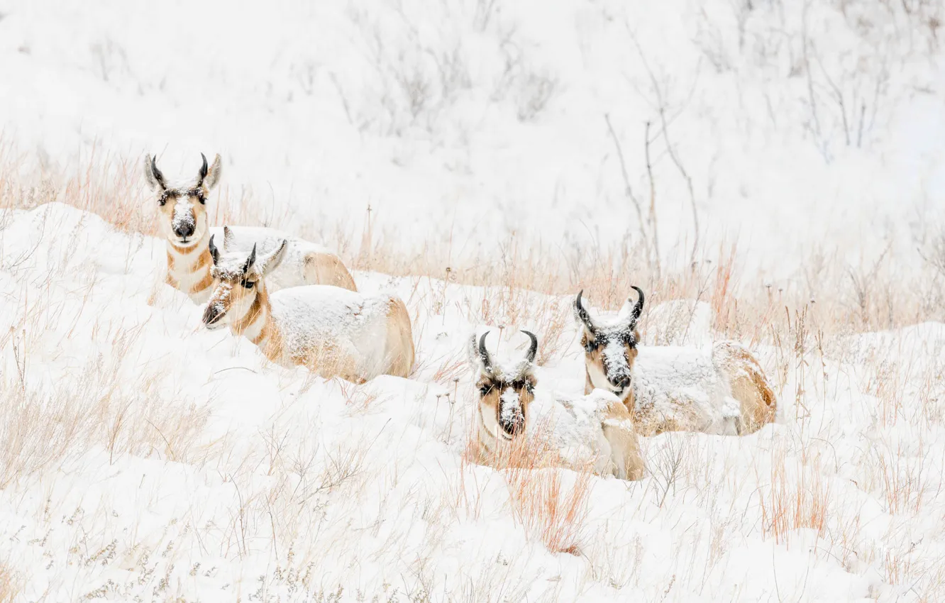 Фото обои зима, снег, природа, холм, снегопад, лежат, квартет, антилопы