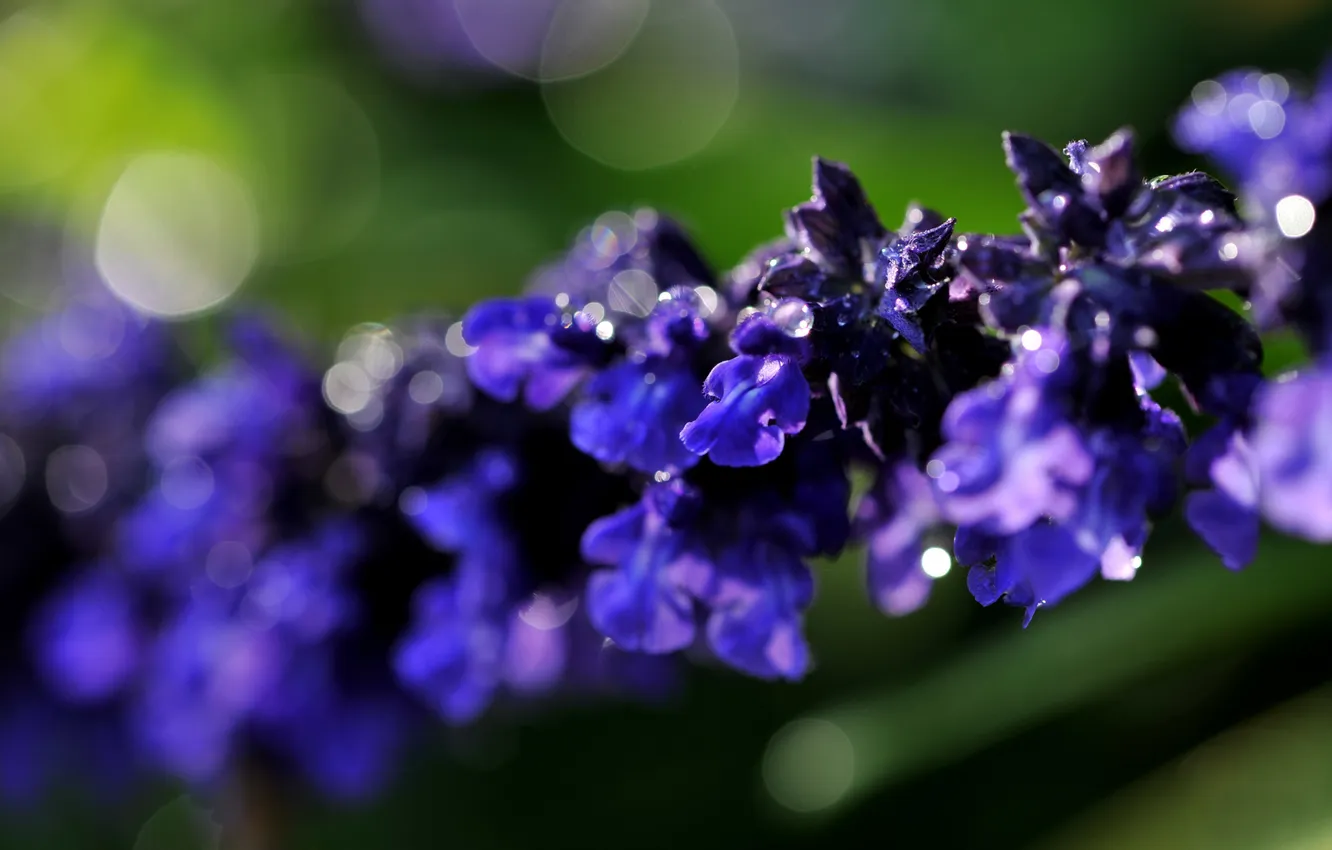 Фото обои цветок, фиолетовый, макро, фон, ветка