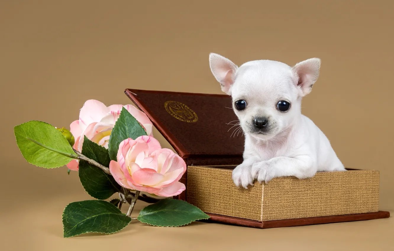 Фото обои цветы, коробка, милый, щенок, чихуахуа