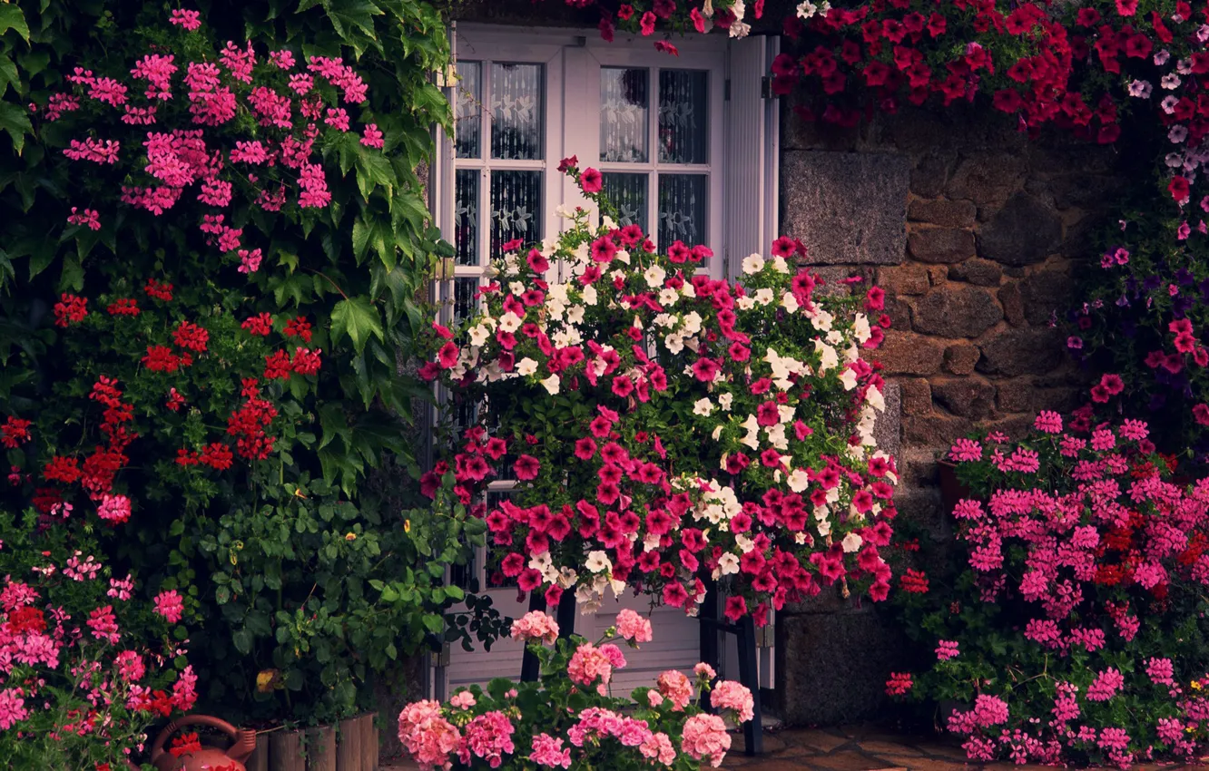 Фото обои зелень, цветы, дом, стена, дверь
