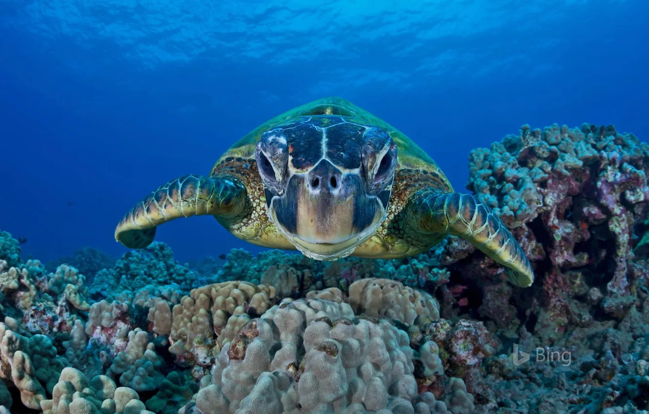 Фото обои Гавайи, Hawaii, Под водой, Подводный мир, Мауи, Maui, Зеленая морская черепаха, Green sea turtle