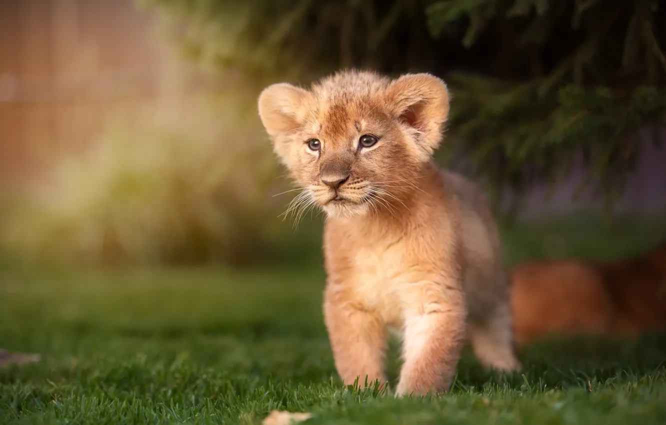 Фото обои kitten, lion, look, lioness, leo, king, mammal, male