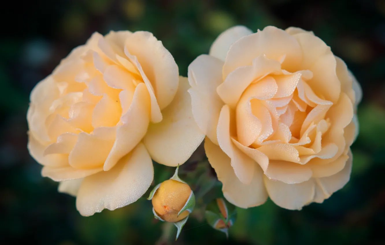 Фото обои макро, роса, розы, лепестки, бутон, дуэт, жёлтые