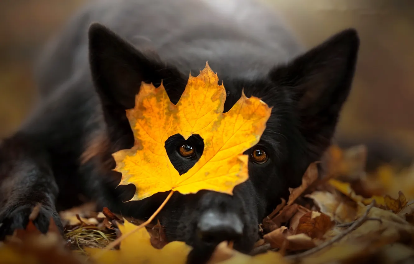 Фото обои осень, друг, собака