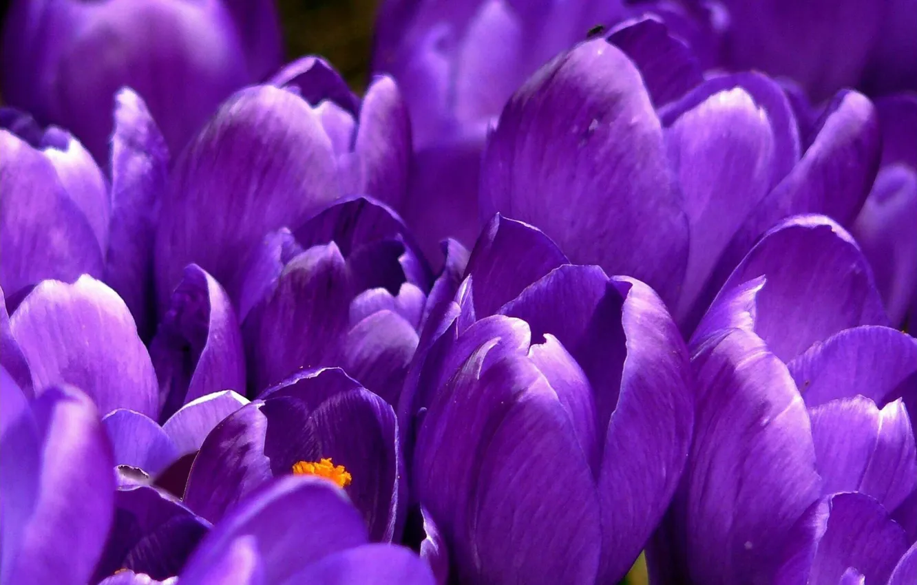 Фото обои фиолетовый, цветы, красота