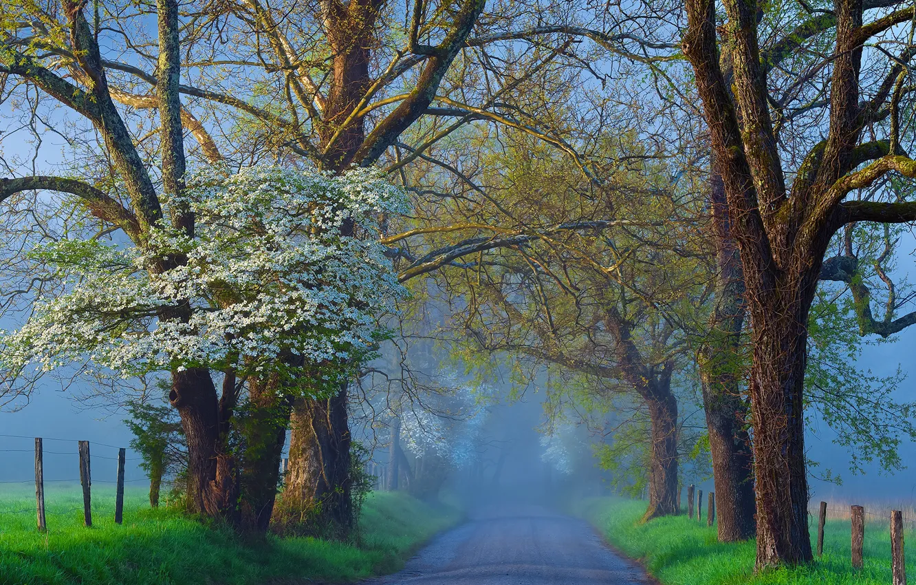 Фото обои дорога, деревья, туман, весна, цветение