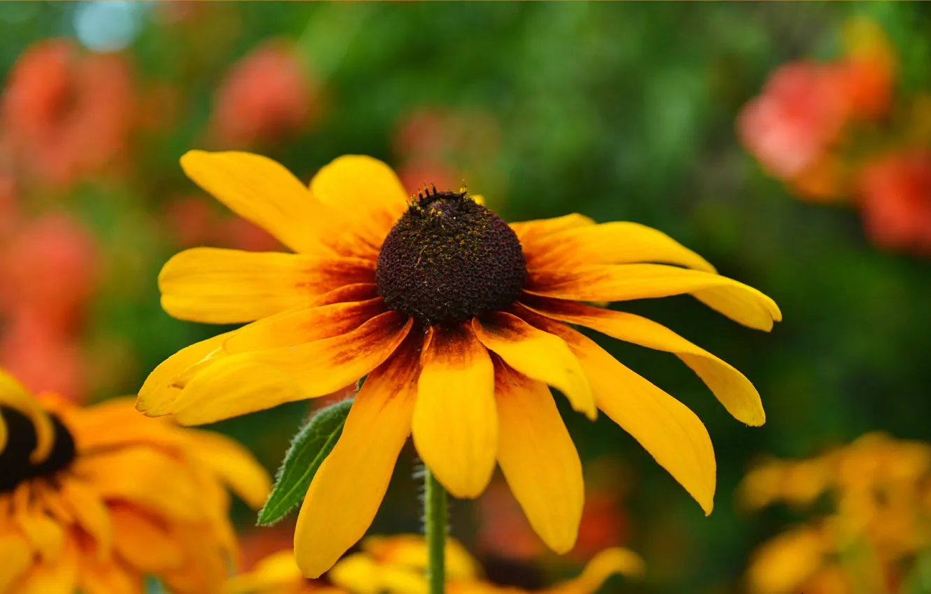 Фото обои Макро, Желтый цветок, Yellow flower
