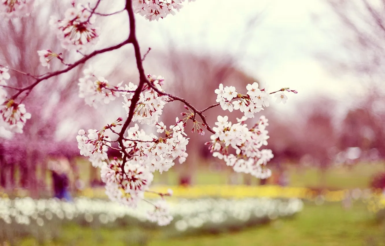 Фото обои цветы, природа, фото, дерево, весна, сакура