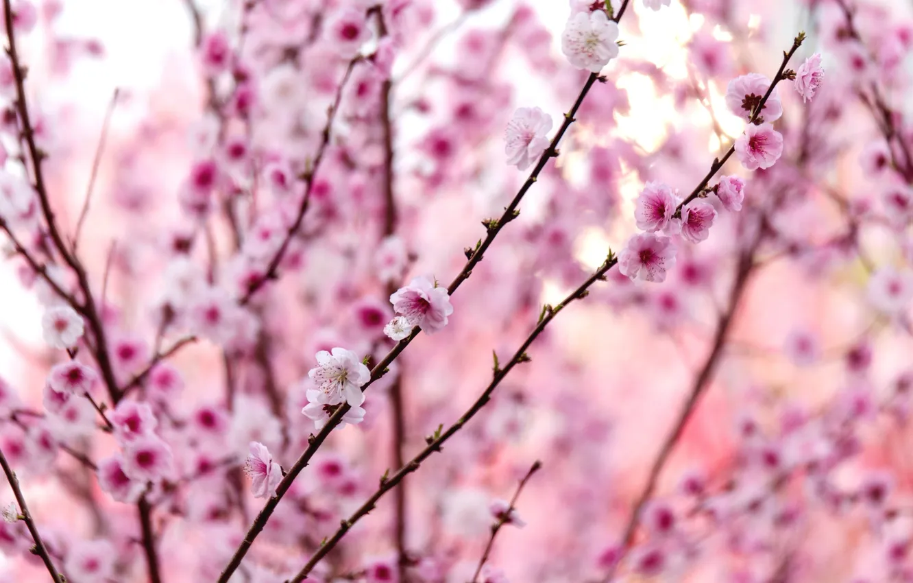 Фото обои ветки, розовый, весна, слива