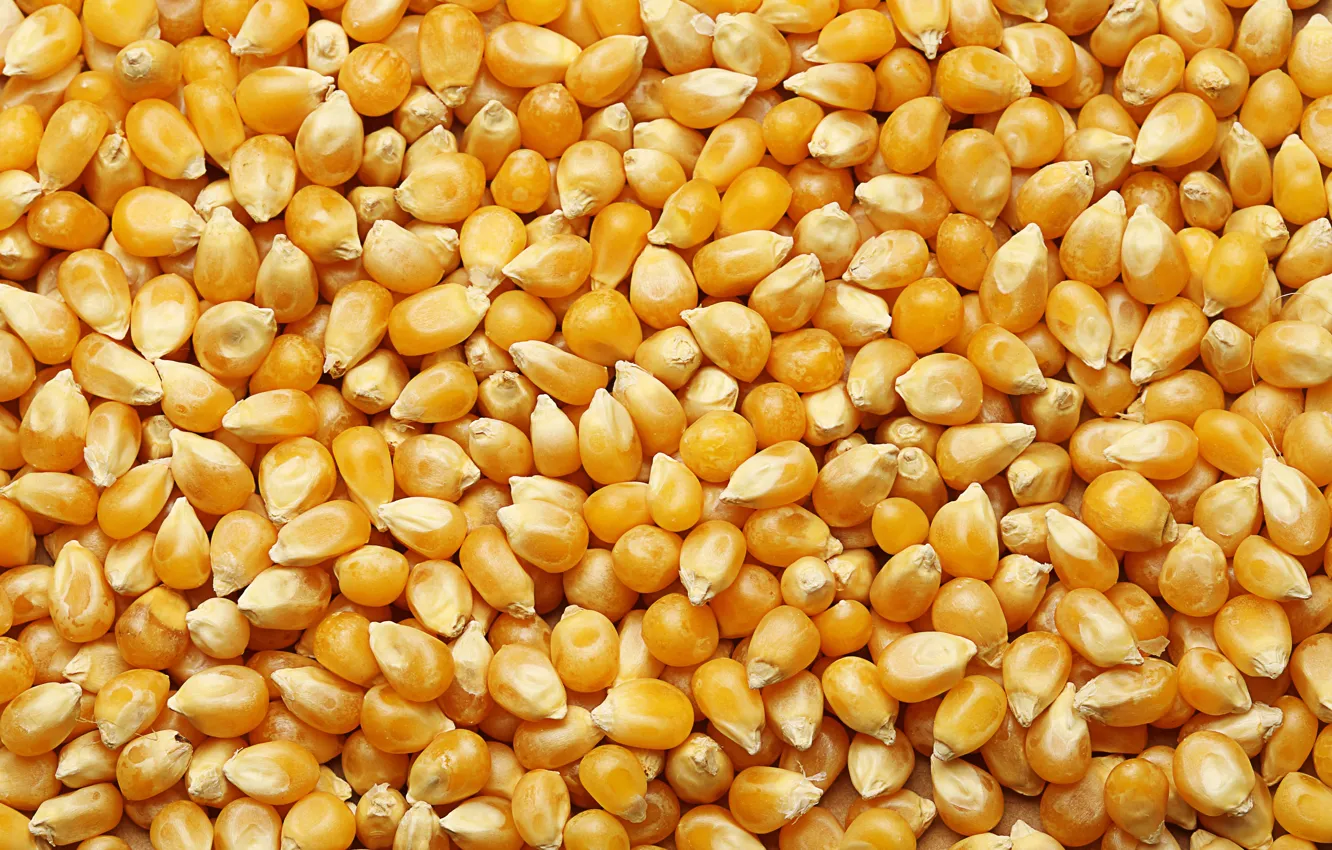Фото обои yellow, corn, many, corn grains