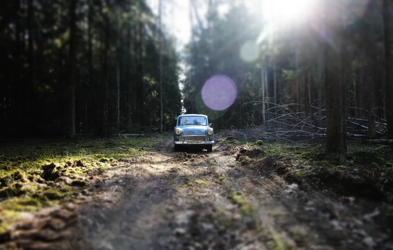 Фото обои деревья, green, forest, moskvich