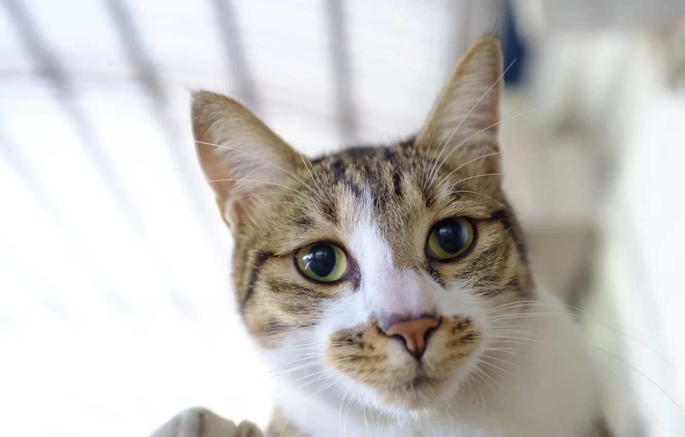 Фото обои кот, взгляд, мордочка, котэ
