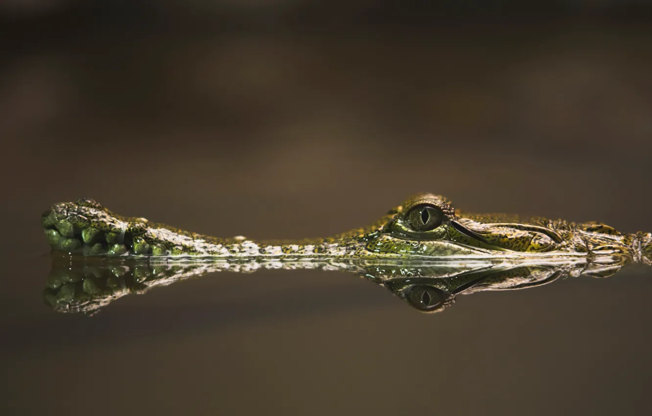 Фото обои вода, крокодил, ноздри и глаза