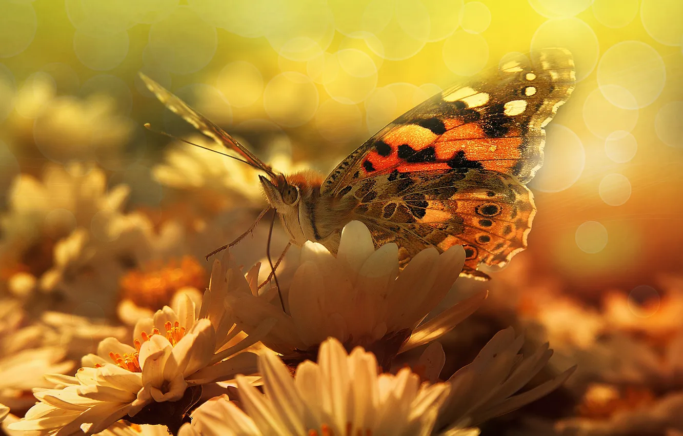 Фото обои лето, макро, свет, цветы, бабочка, крылья, лепестки, насекомое