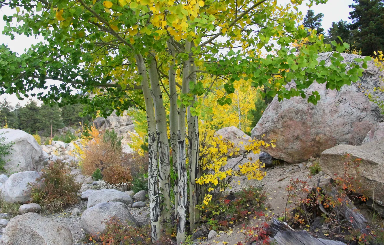 Фото обои осень, небо, деревья, камни, склон
