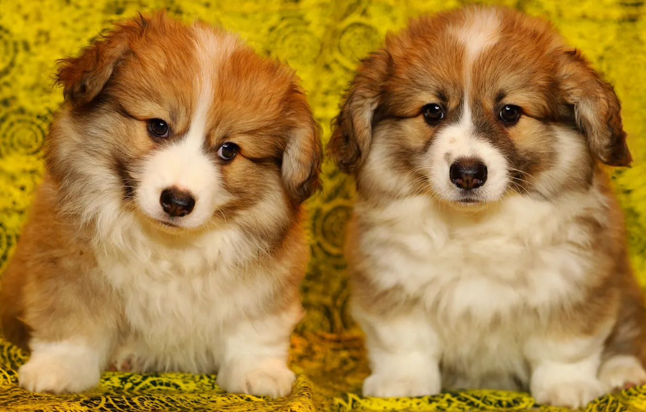 Фото обои собаки, желтый, фон, портрет, щенки, ткань, пушистые, рыжие
