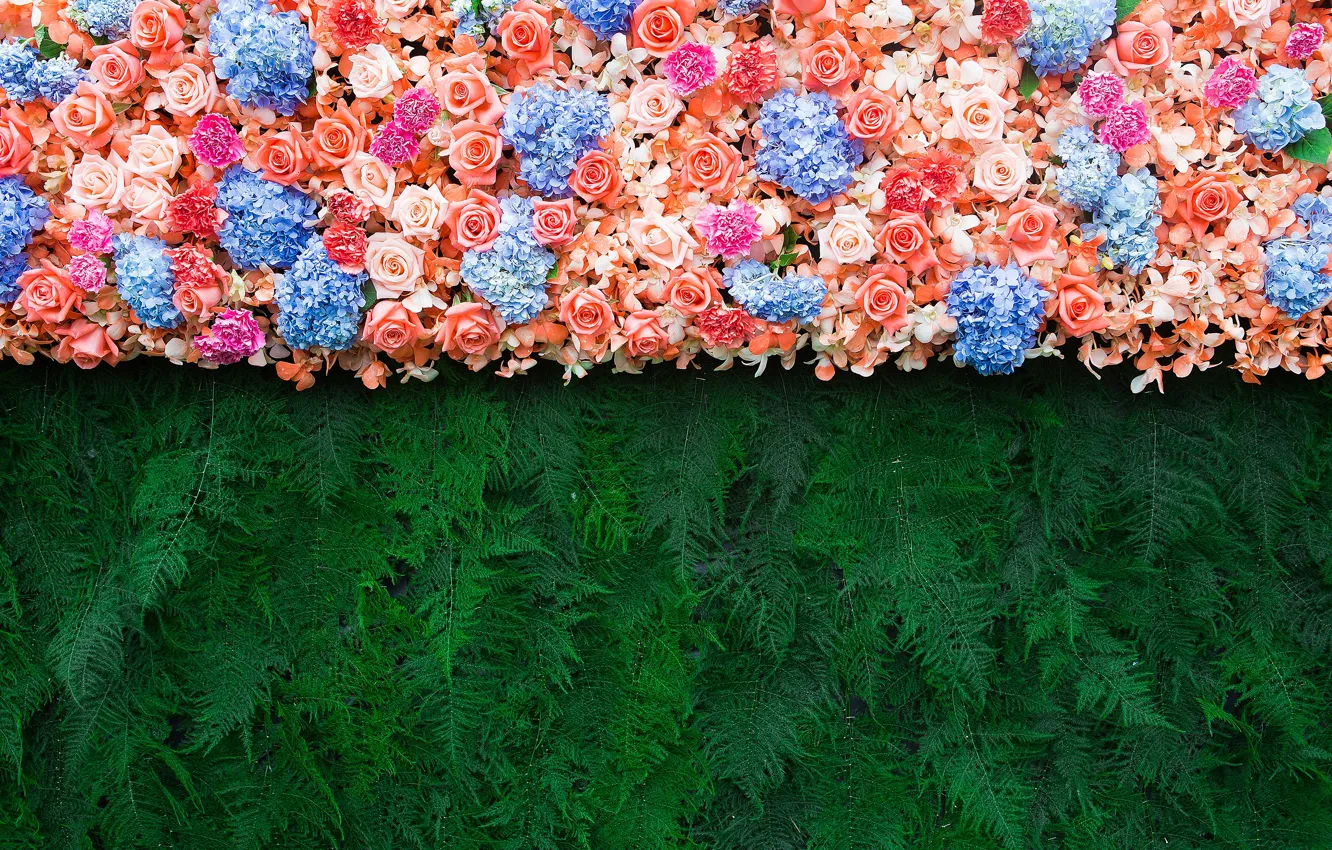 Фото обои цветы, ветки, фон, розы, colorful, хвоя, flowers, roses