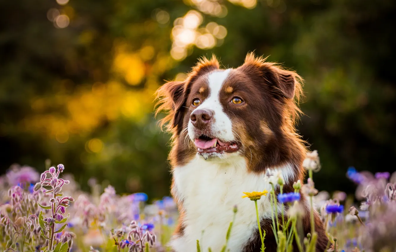 Фото обои морда, цветы, собака, Австралийская овчарка