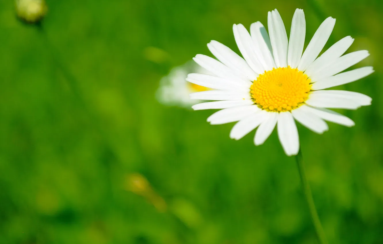 Фото обои поле, белый, цветок, жёлтый, лепестки, ромашка, зелёный
