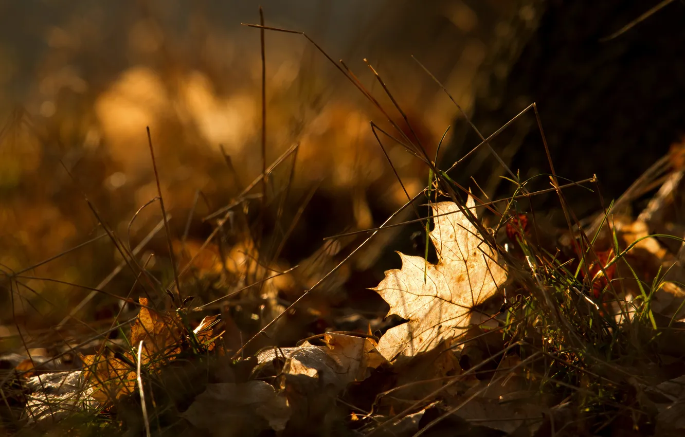 Фото обои осень, трава, макро, лист