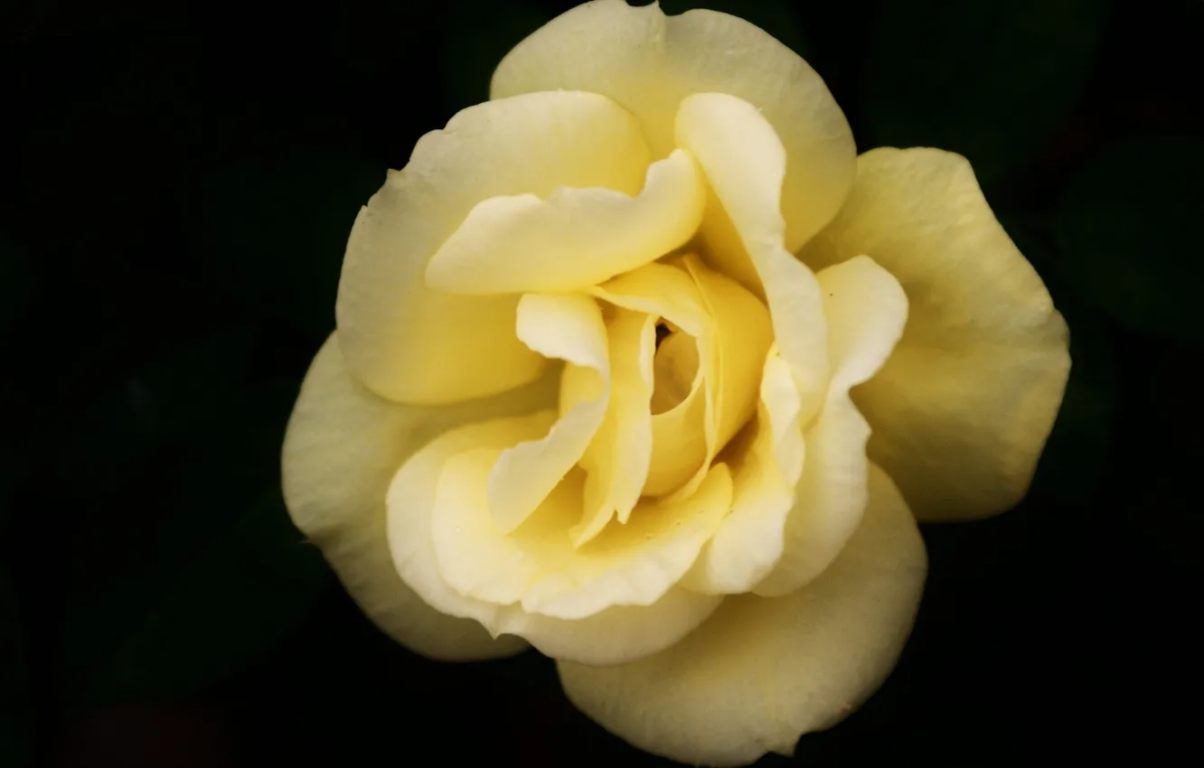 Фото обои цветок, макро, роза, желтая