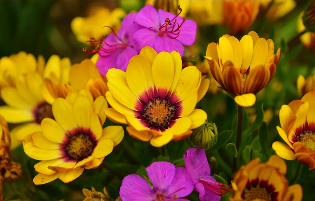 Фото обои Весна, Цветочки, Flowers, Spring, Colors, Остеоспермум