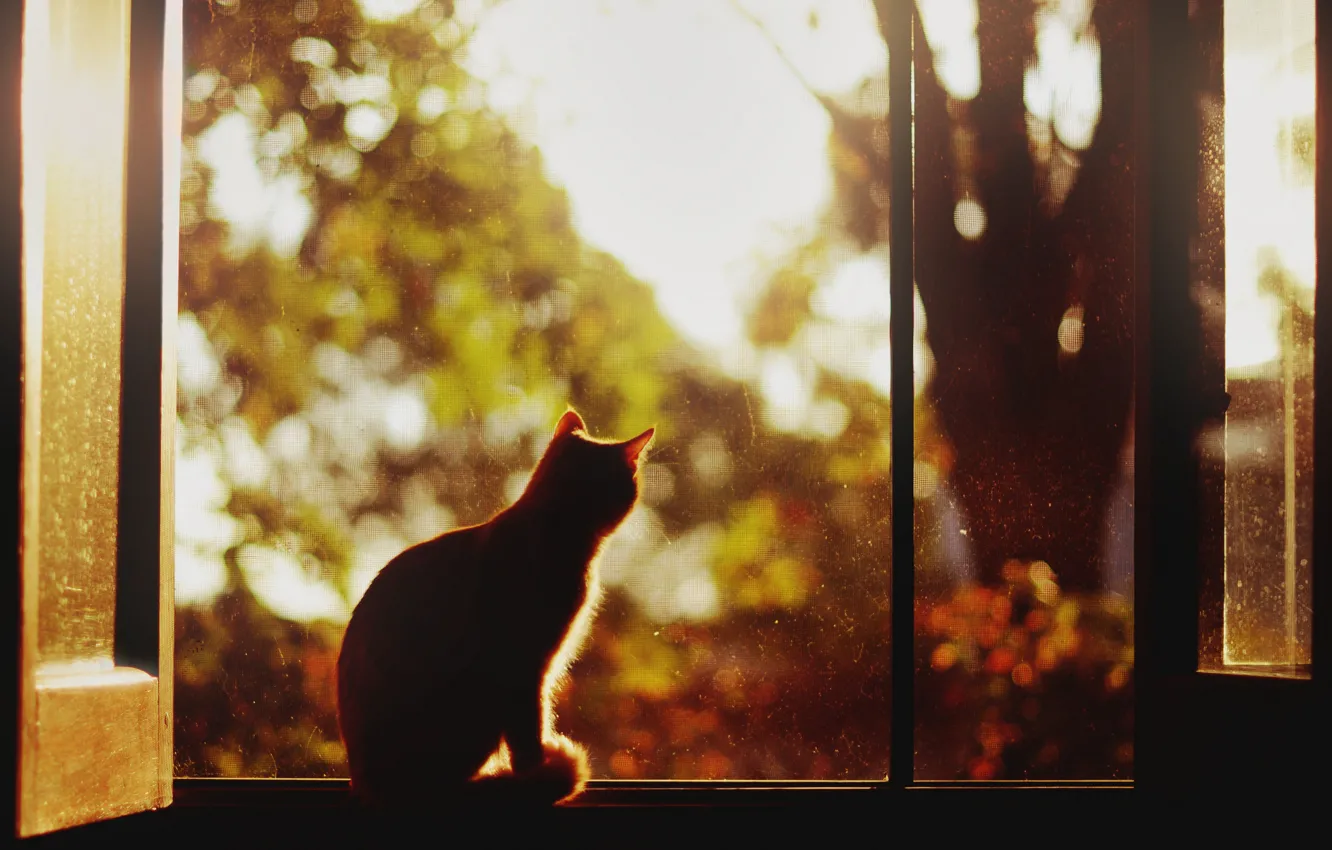 Фото обои кот, дерево, окна