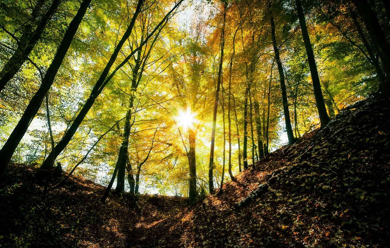 Фото обои осень, лес, солнце, лучи, свет, деревья