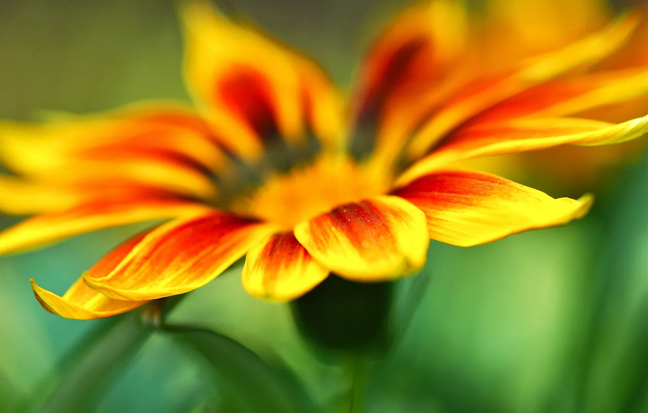 Фото обои макро, цветы, оранжевый, желтый, зеленый, фон, widescreen, обои