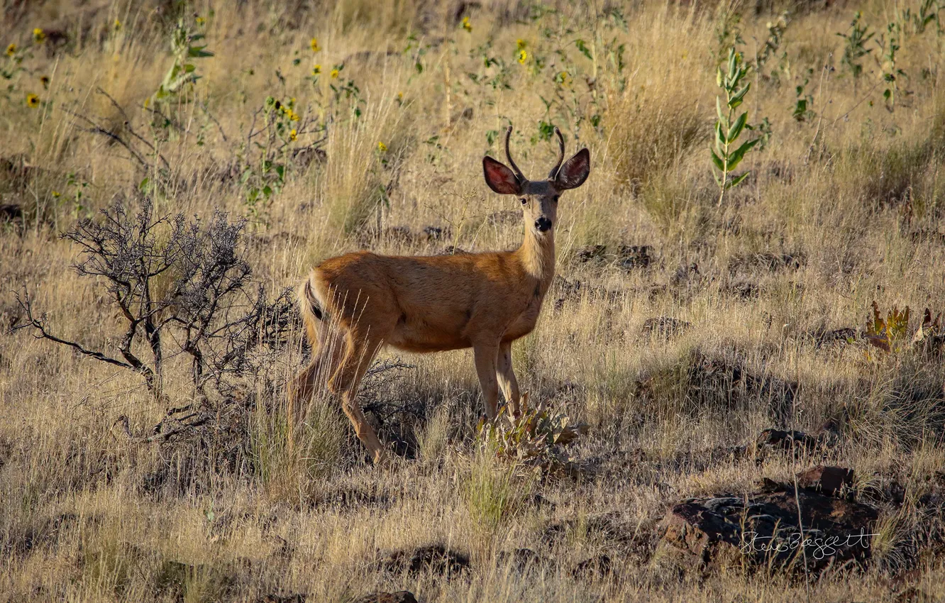 Фото обои поле, камни, растительность, рога, Oh Deer