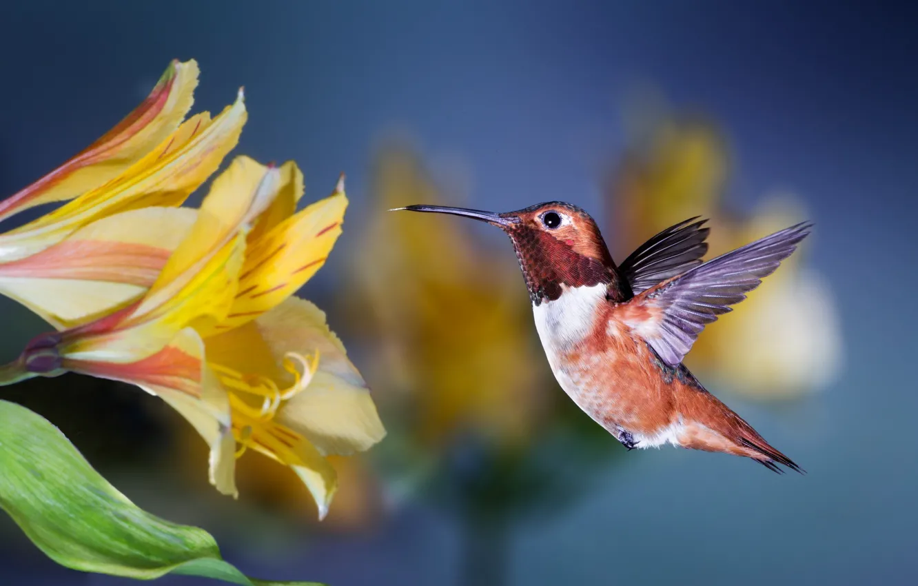 Фото обои цветок, колибри, полёт, птичка, Patricia Ware