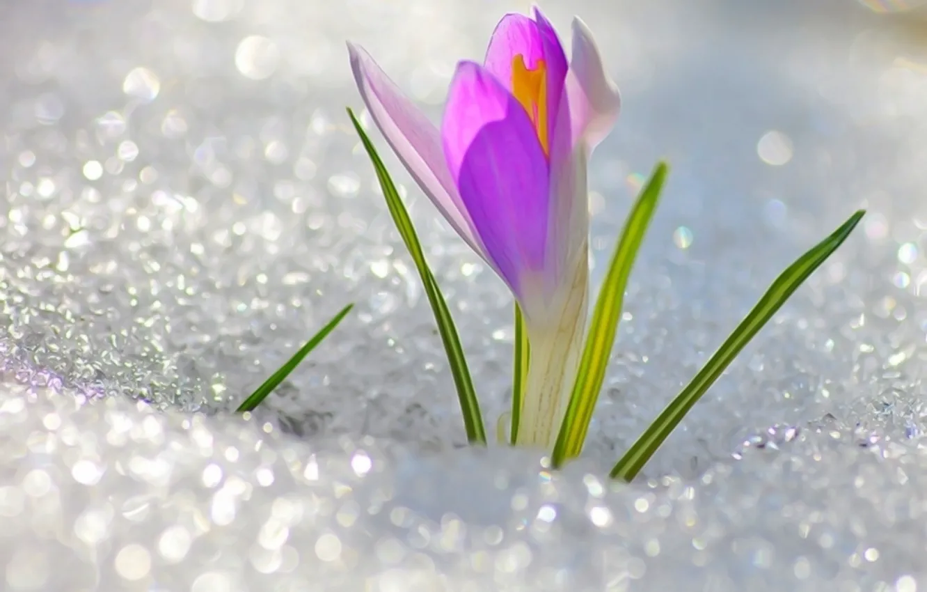 Фото обои цветок, снег, мило, весна, flower, крокус, подснежник, spring