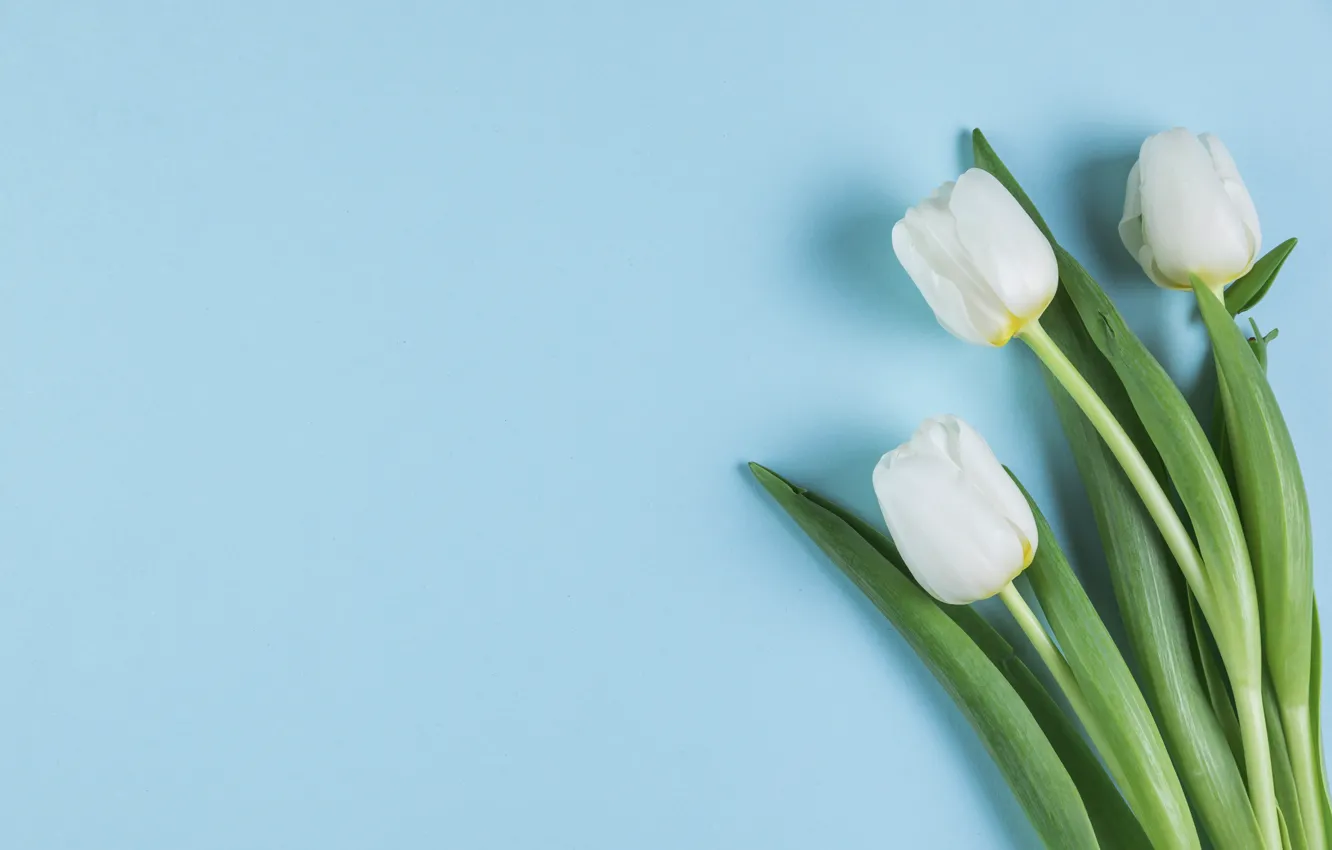 Фото обои цветы, тюльпаны, white, белые, flowers, beautiful, голубой фон, tulips
