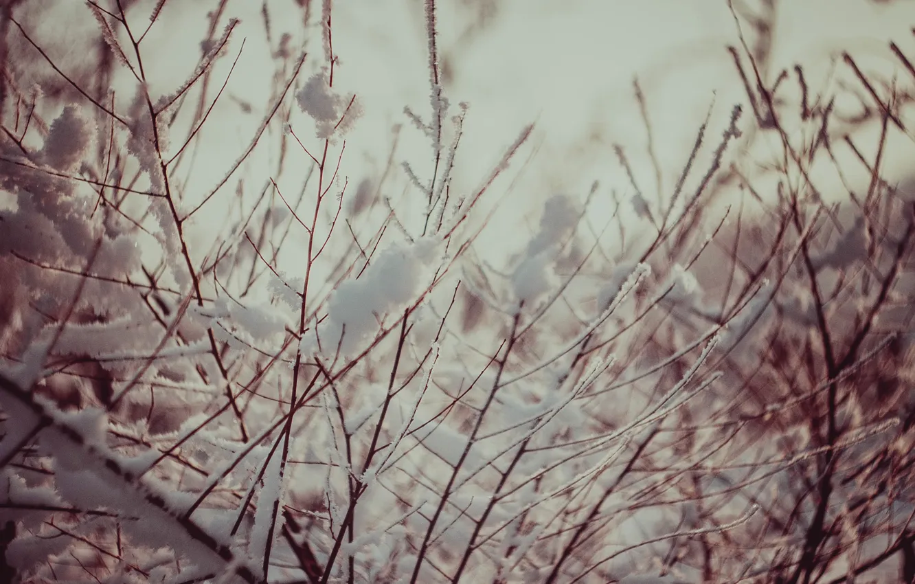 Фото обои снег, дерево, Зима, Веточки