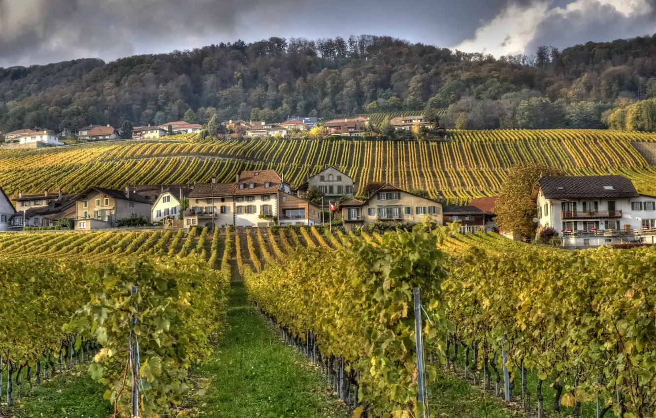 Фото обои осень, дома, деревня, Виноградник, autumn, village, vineyard