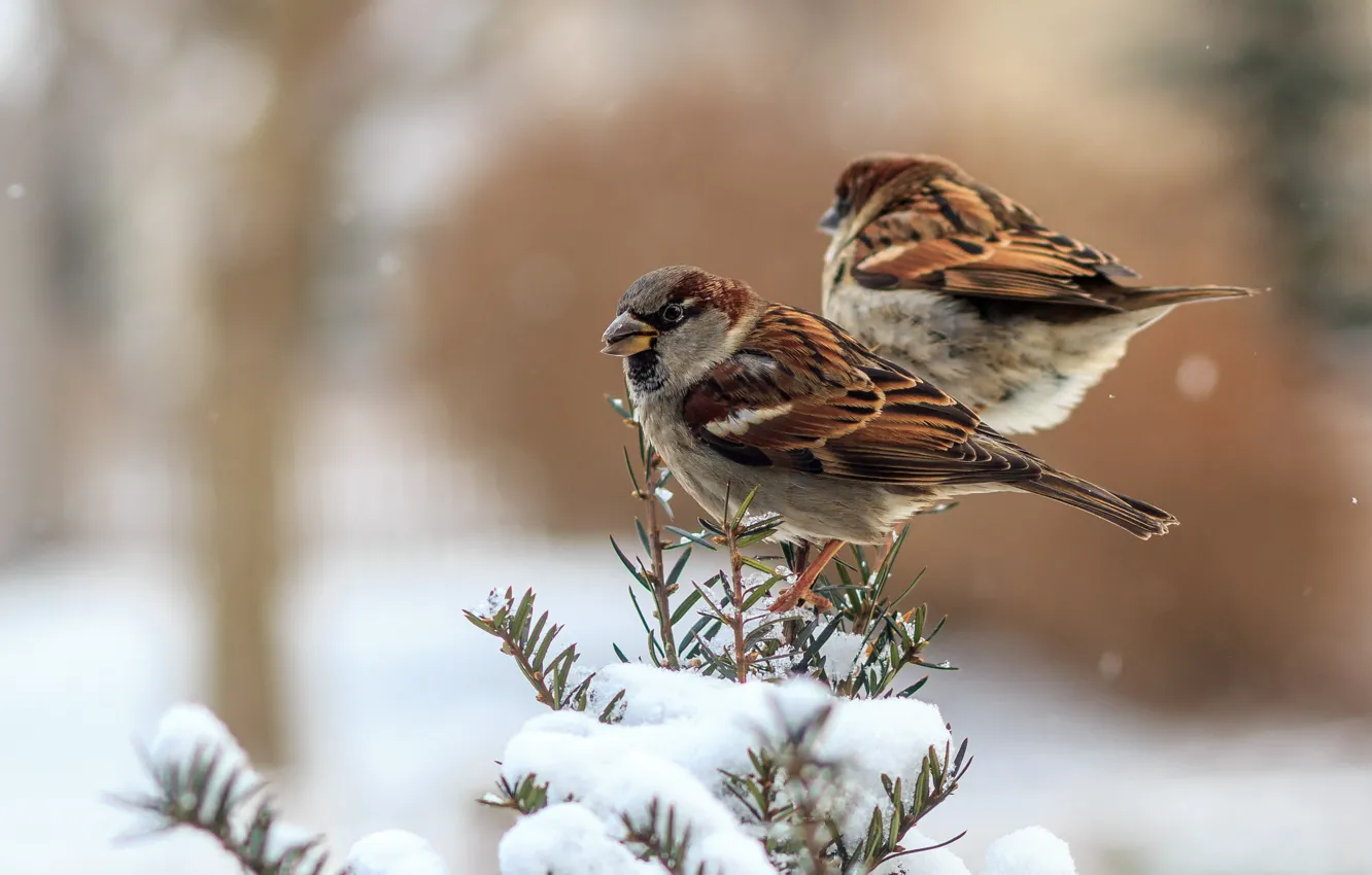 Фото обои зима, перья, птички, воробьи