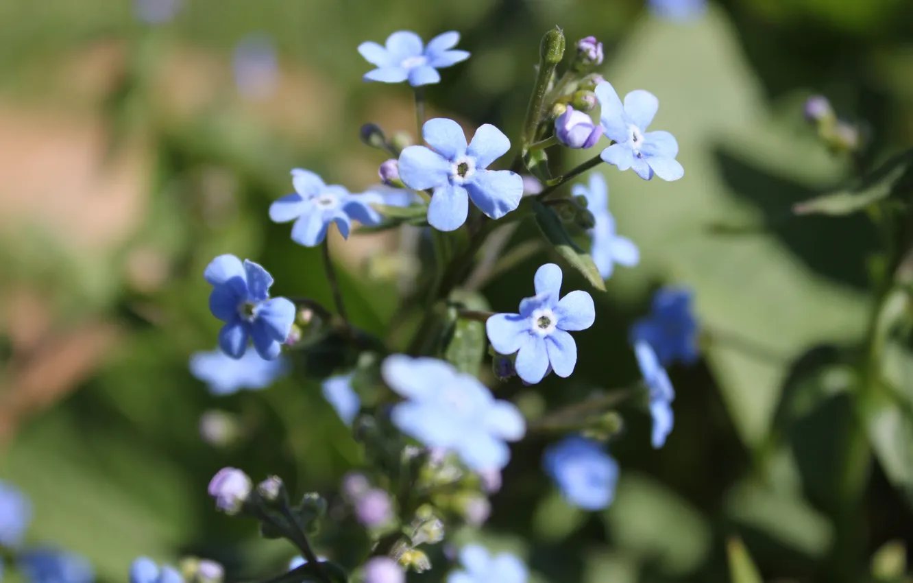 Фото обои макро, цветы, весна, синий фон, голубой цветок