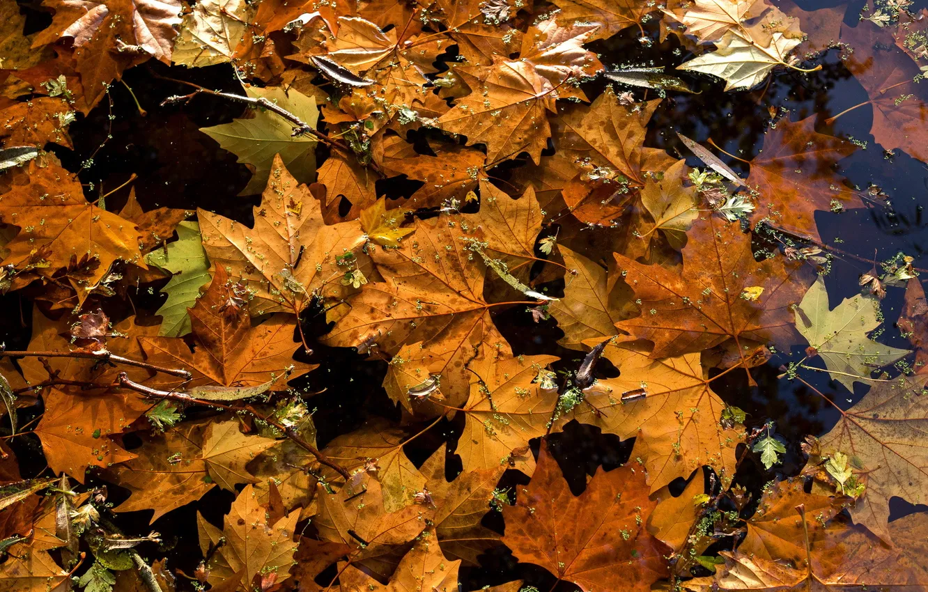 Фото обои water, autumn, leaves
