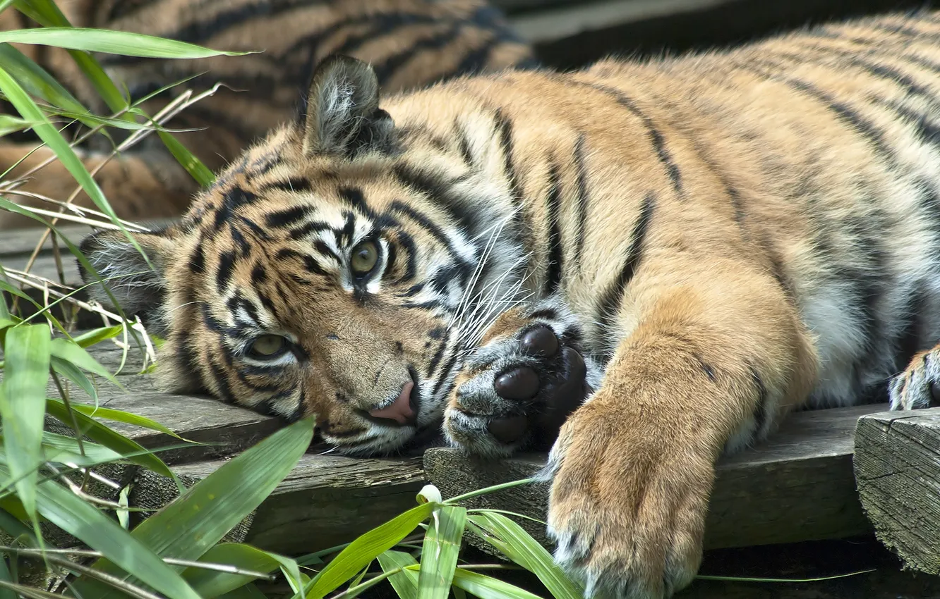 Фото обои хищник, тигрёнок, Суматранский тигр