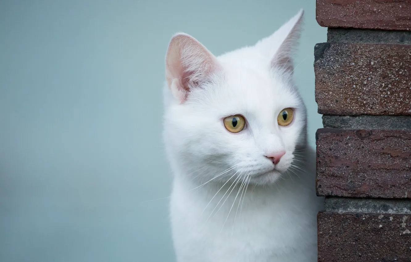 Фото обои взгляд, белый кот, белая кошка